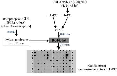 Reverse dot-blot 실험 모식도