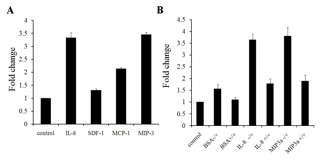 in vitro 세포주화성