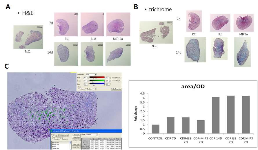 3-D 연골분화 후 (A) H&E, (B) trichrome 염색결과 및 (C) 교원질염색부분 정량분석