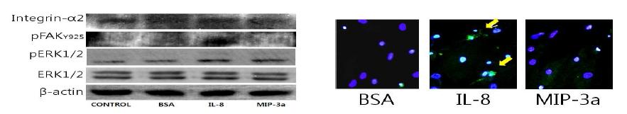 western blot 및 pFAKY925 면역형광염색