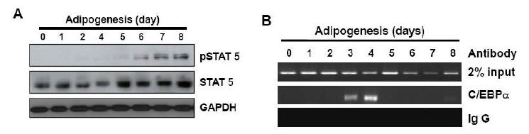 지방세포 분화과정동안 STAT5의 발현과 C/EBPα에 의한 ChIP assay