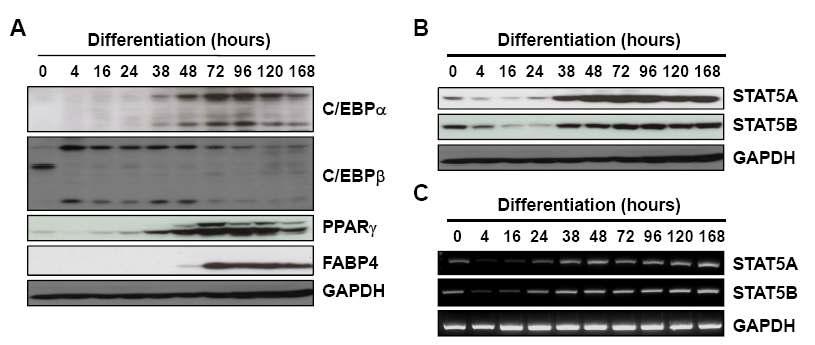 3T3-L1 세포에서 지방세포 분화기간동안 표지유전자들의 발현