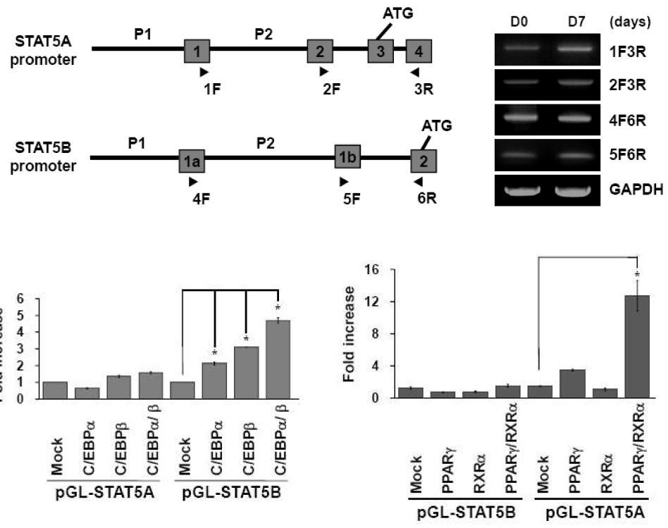 STAT5A와 STAT5B의 프로모터 위치 확인 및 STAT5A, STAT5B의 C/EBPα, C/EBPβ, PPARγ에 의한 전사조절
