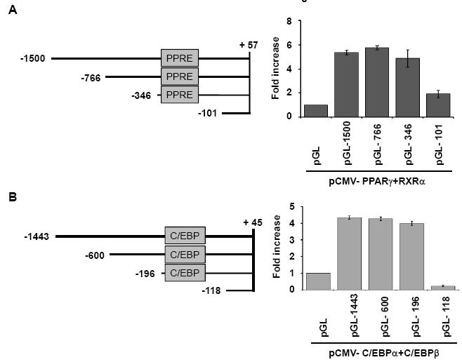 STAT5A와 STAT5B 프로모터 결손부위를 이용한 C/EBPα, C/EBPβ, PPARγ에 의한 전사활성 변화