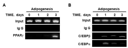 지방세포 분화과정에서 CHIP assay를 이용한 C/EBPα, C/EBPβ, PPARγ의 STAT5A와 STAT5B 프로모터에 결합 관찰