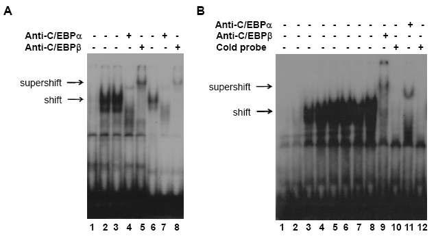 EMSA를 이용한 STAT5A와 PPARγ, STAT5B와 C/EBPα, C/EBPβ의 결합관찰