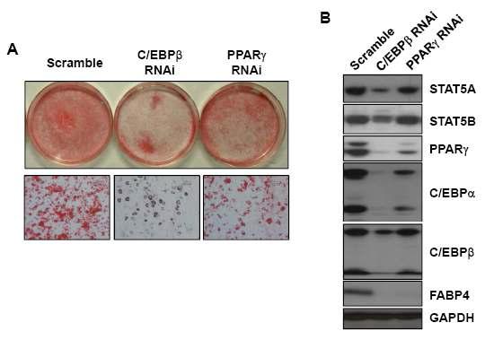 지방세포 분화기간동안 C/EBPβ와 PPARγ의 발현억제를 이용한 지방세포 분화력 관찰