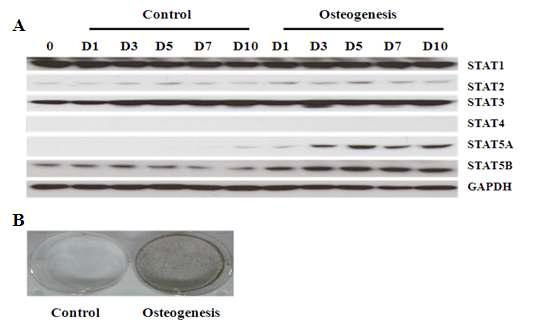 bMSC에서 골아세포로의 분화 과정 중 STATs 단백질의 발현 변화