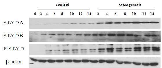 골아세포 분화기간 동안 인산화된 STAT5 발현.