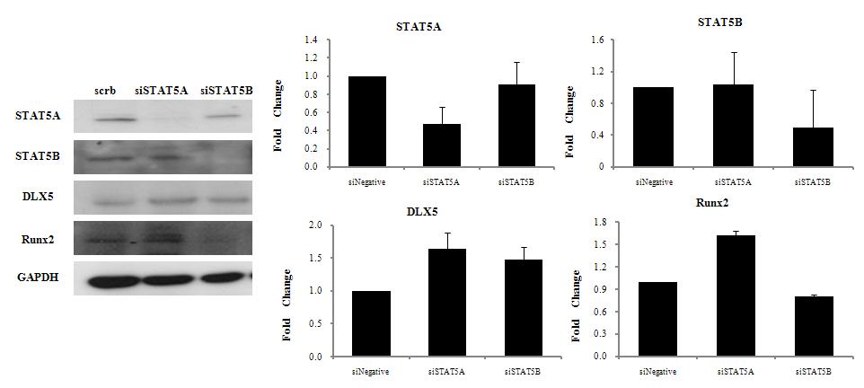 STAT5A의 억제를 통한 의미 있게 증가한 골분화 관련 유전자.