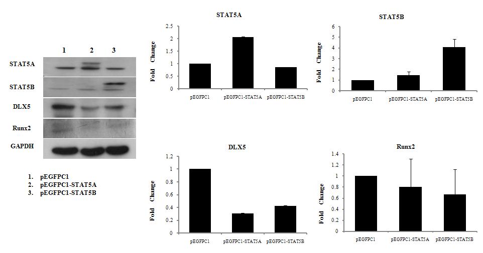 STAT5A의 과발현으로 인한 의미있게 발현이 줄어든 골분화 관련 유전자