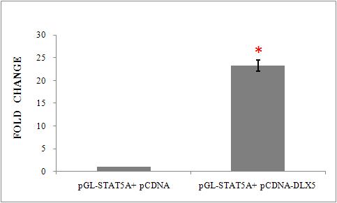 STAT5A와 DLX5의 상관 관계