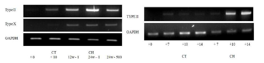 RT-PCR을 통한 Type II Collagen과 Type X Collagen 발현양의 차이로 Well size와 기간별 분화 효율성 검증