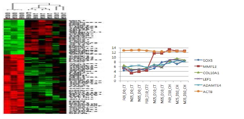 Hierarchical Clustering을 통한 연골분화 과정중 특이 발현패턴을 보인 유전자의 분석