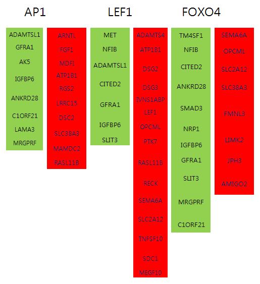 AP1, LEF1, FOXO4의 하위 유전자중 발현패턴이 통계학적으로 의미있게 감소(초록) 혹은 증가(붉은)한 유전자들