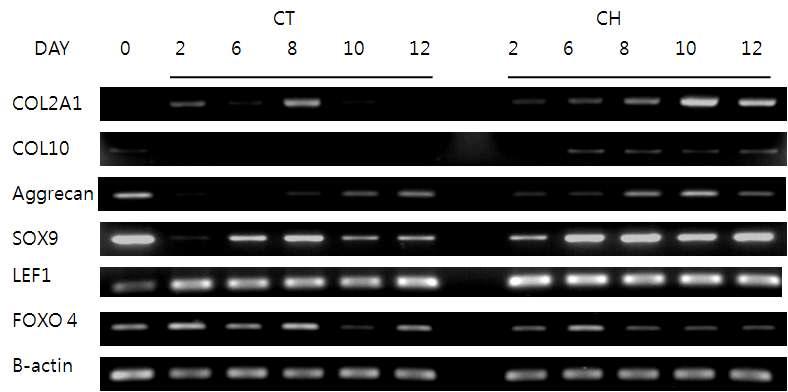 연골분화 기간중의 분화군 (CH-Chondrogenesis)과 비교군 (CT-control)에서의 연골분화 marker 유전자들과 선별된 유전자들의 발현양상.