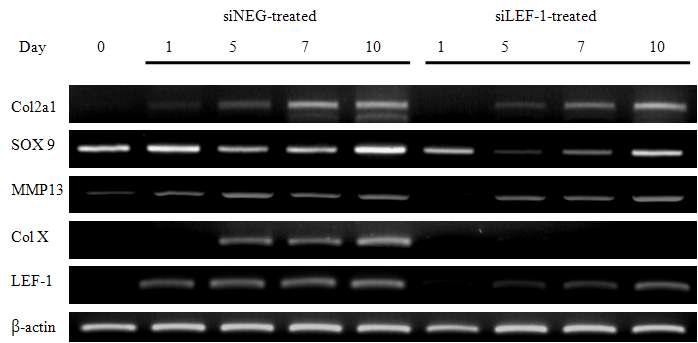 siNEG와 siLEF1 처리 후 연골 분화시 나타나는 연골분화 표지 유전자들의 발현차이.
