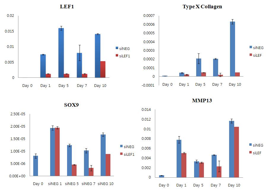 siNEG와 siLEF1 처리 후 연골분화시 나타나는 key marker 유전자들이 quantitative realtime PCR 결과.