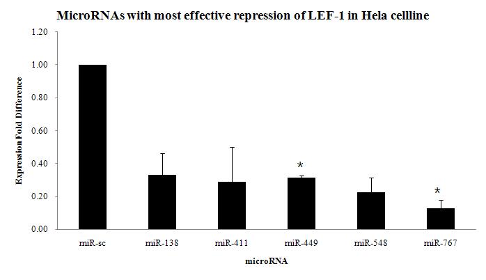 Duplicate로 Hela cellline에 transfection 하였을시 가장 의미있게 LEF-1의 발현을 억제한 microRNA들을 선별하였음.