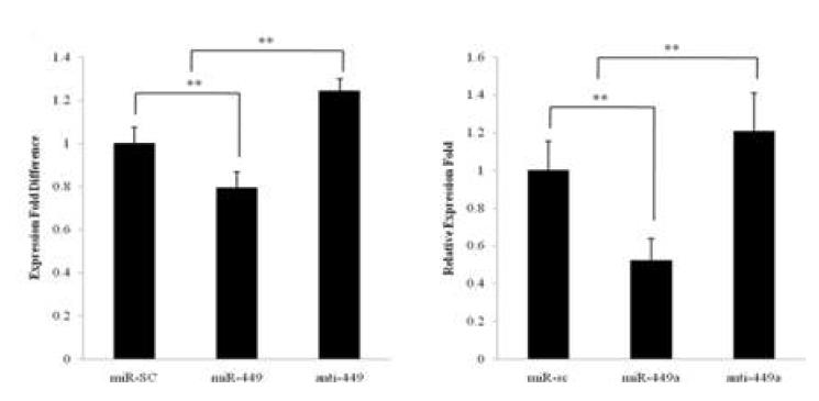 miR-449a와를 과발현시켰을 때와 억제하였을 때 LEF-1의 발현이 변화되는 luciferase assay 결과