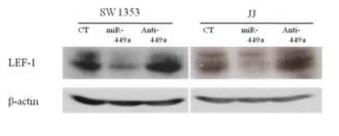 miR-449a와 anti-449a를 과발현 시켰을 때의 LEF-1 단백질 발현 변화.