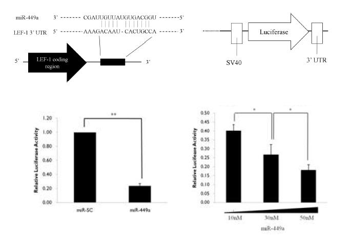 LEF-1의 3‘UTR에 miR-449a 결합.