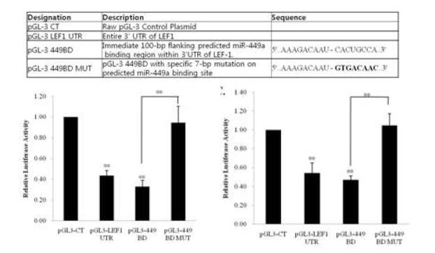 luciferase assay를 통해 miR-449a가 결합하는 LEF-1 3‘UTR의 seedsequence 확인