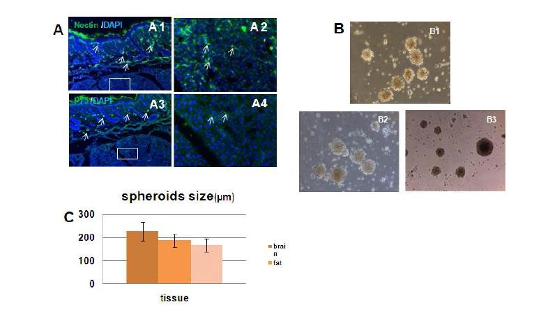 neural stem cells 표식자인 nestin과 P75는 신생 rat 진피에서 대량으로 발현될 뿐만 아니라 피하조직부위에서도 발현함(A). 신생rat 피하조직에서 분리한 세포도 진피(B2), 대뇌해마(B3)에서 분리한 세포와 유사한 spheroid를 형성함을 증명하였음. 또한 피하조직에 유래한 spheroids는 형태 및 크기에서 진피에서 형성한 spheroids와 차이가 없음
