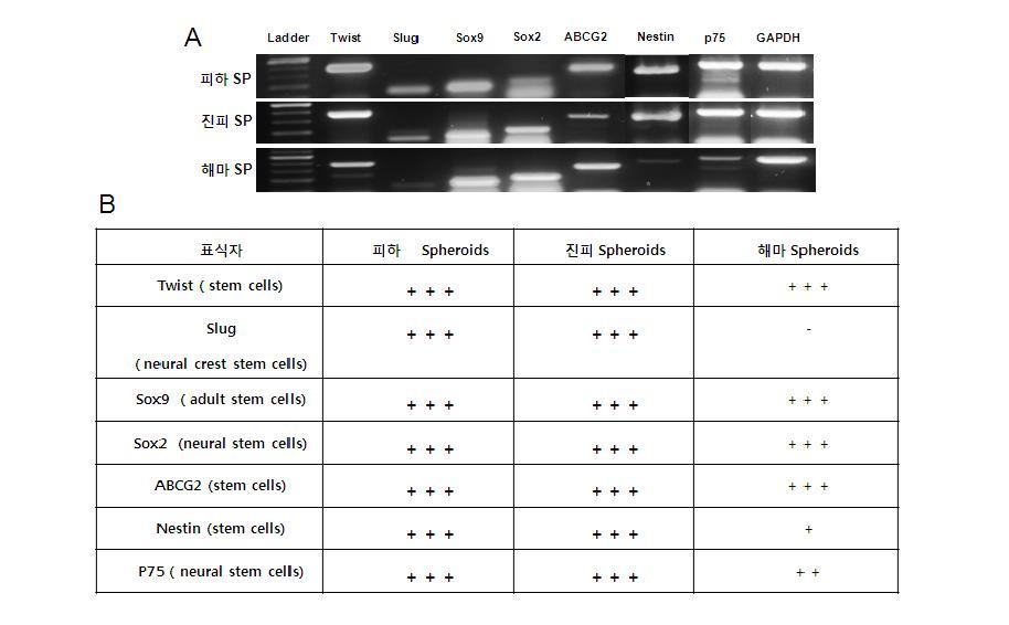 RT-PCR 분석결과 피하 spheroids과 진피 spheroids는 같은 유전자 발현 pattern을 나타냄. 해마 spheroids는 slug, nestin 발현에서 다른 종류 spheroids와 뚜렷한 차이가 있음