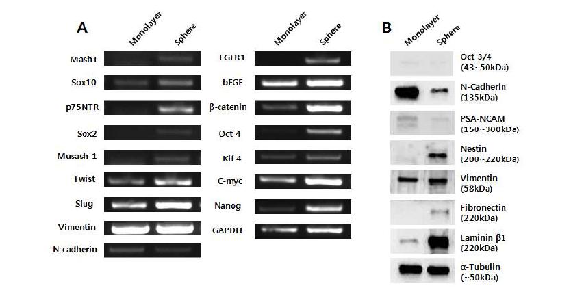 사람 지방조직에서 분리한 세포의 단층배양과 spheroid 배양 후 각각의 마커를 이용하여 RT-PCR (A) 과 Western Blot (B)으로 비교함. Spheroid 형성 조건에서 stemness와 관련된 유전자 (Oct4, Nanog, Klf4) 와 neural crest 세포 특이적 유전자 (Mash1, Sox10, P75NTR, Sox2, Musash-1, Twist, Slug)의 증가가 관찰되었으며, FGF 신호전달 관련 유전자 (FGFR1, bFGF)의 증가가 동반되었음. 이는 단백질 수준에서도 확인되었으며,Spheroid culture에서는 특이적으로 Fibronectin과 laminin과 같은 ECM의 증가가 확인됨.