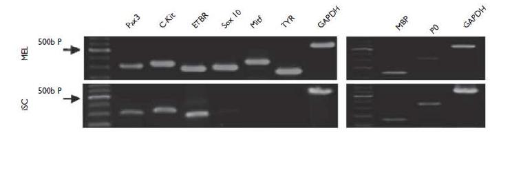RT-PCR로 분석한 결과 색소세포 특이적 마커인 Sox10, Mif, TYR과 같은 유전자 발현이 shut down 되었음을확인함.