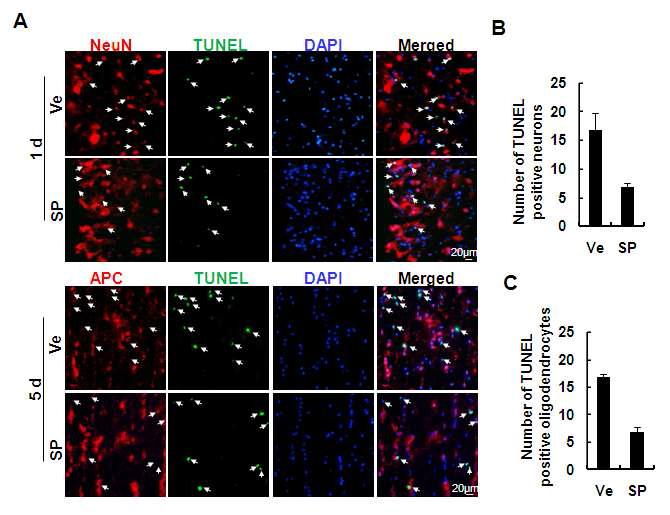 세포사멸 표식자인 TUNEL 염색 분석. SP treatment한 그룹에서 뚜렷한 신경세포 (NeuN+)와 희소돌기세포(APC+) 사멸을 억제하는 효과가 있음을 관찰되었음. (B)와 (C)는 형광면역염색 결과를 정량 분석함.