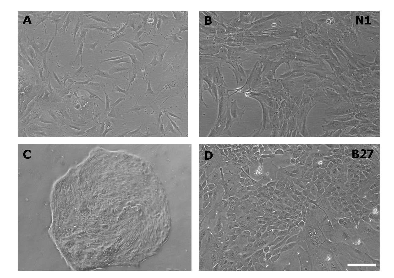 지방, 뇌에서 pericyte progenitor cell을 분리, 배양하는데 성공함.