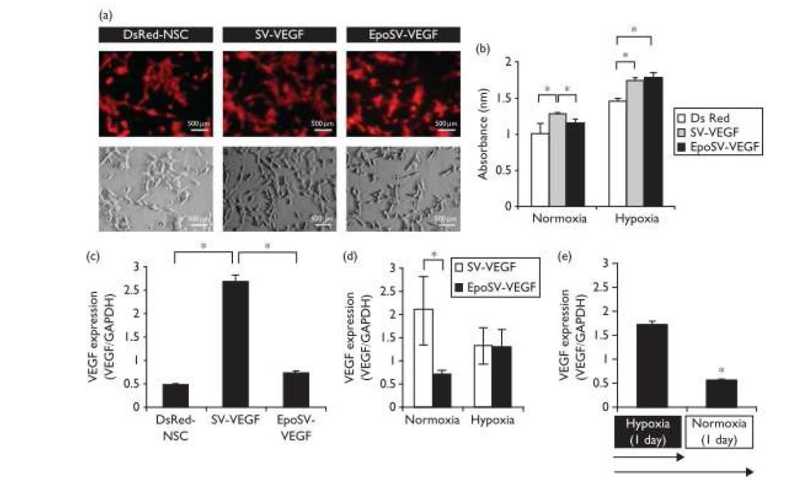 저산소 조건에서 VEGF 유전자를 과발현하는 신경줄기세포주를 확립하였음. 이 신경줄기세포주는 정상산소 조건에서는 VEGF 유전자의 발현을 억제하며, 저산소 조건에서는 VEGF 유전자의 발현을 증가시킴. 또한 저산소 조건에서 정상산소 조건으로 되돌려질 때 증가되어있던 VEGF 유전자의 발현은 다시 감소되어짐.