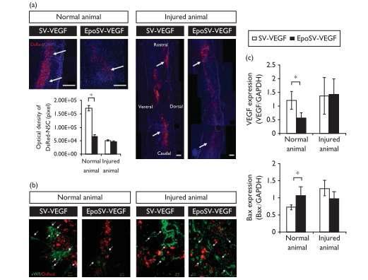 정상척수 혹은 손상척수로 이식된 저산소 특이적으로 VEGF 유전자를 과발현하는 신경 줄기세포주의 VEGF 발현양상을 조사하였고, 신생혈관생성 여부와 세포사멸 관련 인자의 발현여부를 조사하였음. 손상된 척수로 이식되어진 신경줄기세포주는 VEGF 과발현을 통해 주변 조직의 신생혈관생성을 증가시켰고, 세포사멸과 관련한 인자들의 발현이 감소되었음. 또한 정상척수조직으로 이식되어진 신경줄기세포주는 신생혈관생성을 억제하였음.