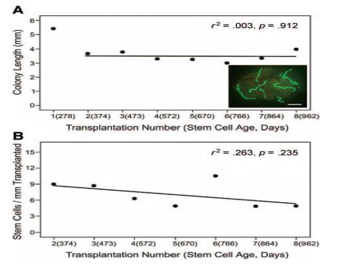 GFP 유전자를 발현하는 형질전환 생쥐의 정소에서 채취된 정원줄기세포를 젊은 recipient의 정소에 이식하고 약 3개월 가량 배양한 후 recipient의 정소로부터 이식되어졌던 정원줄기세포를 회수하여 또 다른 젊은 recipient의 정소에 재이식하는 과정을 반복하면서 8 차례 약 962일 간의 정원줄기세포의 활성도 및 수적인분석 결과.