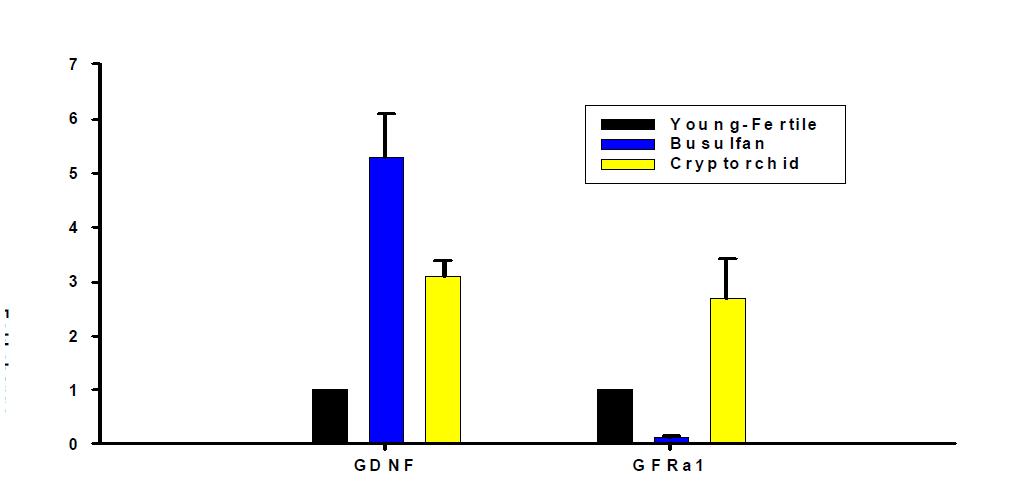 각기 다른 생리학적인 상태의 생쥐 정소에서 quantitative real-time PCR analysis를 이용한 GDNF and GFRa1의 발현양상 조사.