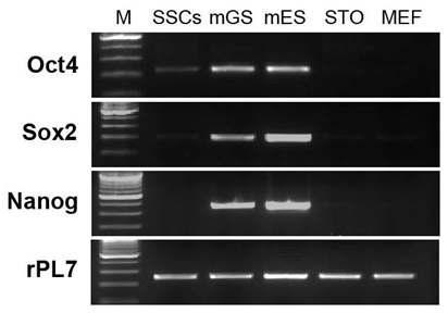 RT-PCR을 통한 다분화능 정원줄기세포에서 pluripotent 마커 유전자의 발현 양상.