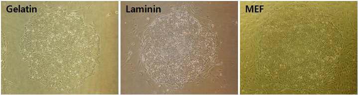 Feeder free 조건에서의 정원줄기세포의 배양 양상.gelatin 또는 laminin 이 피복된 배양접시에서 1주일간 배양한 결과 colony의 형태 및 크기는 공배양 처리와 비교 하였을때 차이가 나지 않았음.