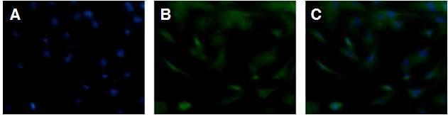 A), B), C): nestin 발현양상. A): hochest. B): green fluorescence. C): merge. 인간 다분화능 정원줄기세포로부터 분화된 세포들에서 신경전구세포 특이적 마커의 발현.400X