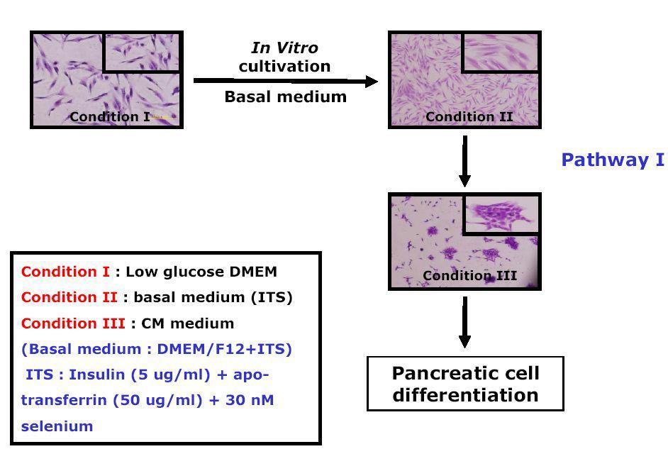 내배엽 줄기세포로의 유도 후에 pancreatic cell로의 분화 유도 조건을 확립한 모식도