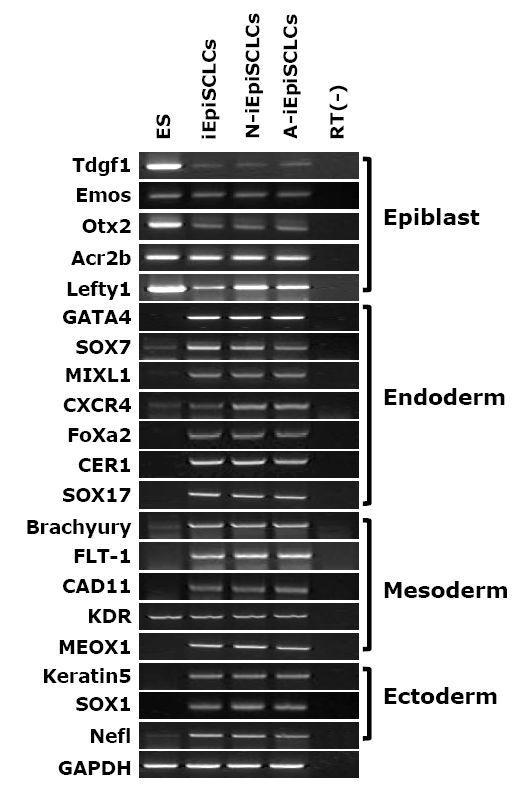 역분화 줄기세포에서 epiblast, three germ layers markers의 발현을 확인