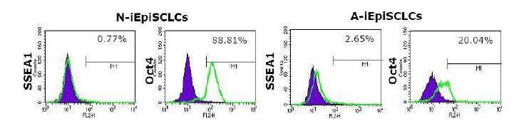 역분화 줄기세포에서 Oct4와 SSEA1의 발현 여부를 FACS analysis 방법을 통해 확인