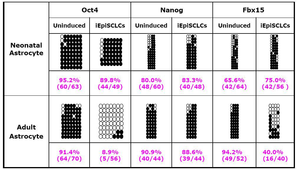 배아줄기세포의 미분화의 유지에 중요한 Oct4와 Nanog, Fbx15의 promoter 부위를 분석