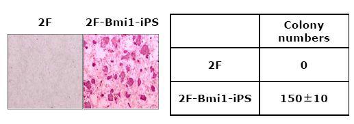 2F 조건과 2F+Bmi1 조건에서의 역분화 유도를 한 후에 효율을 비교 분석함