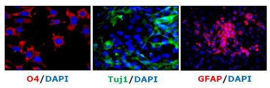위에서 형성된 세포가 astrocytes (GFAP), neuron (TuJ1), oligodendrocytes (O4)로 분화가 유도되는 것을 확인
