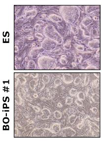 역분화 줄기세포와 배아줄기세포의 morphology 비교