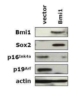 마우스 섬유아세포에 Bmi1 유전자를 도입하였을 때 sox2의 발현이 증가하고 , p16과 p19의 발현이 감소하는 것을 western blot 분석 방법을 통해 확인