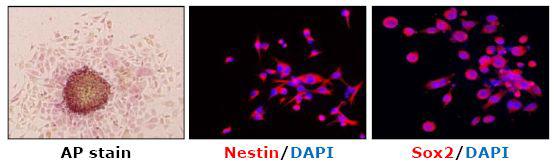 위에서 형성된 신경구가 신경줄기세포의 대표적인 마커인 Nestin과 Sox2가 발현되는 것을 immunostaining 방법을 통해 확인