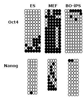 Oct4 와 Nanog의 promoter 부위를 bisulfite sequencing 방법을 통해 분석